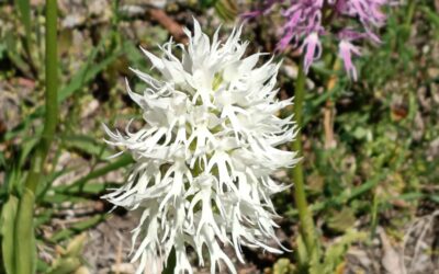Insieme in Alta Sabina: tra orchidee, geologia e convivialità